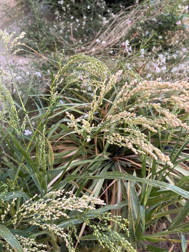 Proso Millet