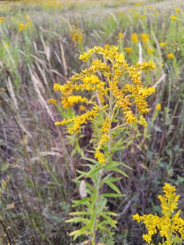 Canada goldenrod