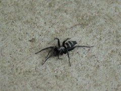 Sernokorba pallidipatellis