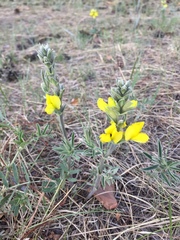 Thermopsis lanceolata