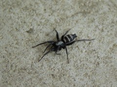 Sernokorba pallidipatellis