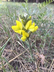 Thermopsis lanceolata