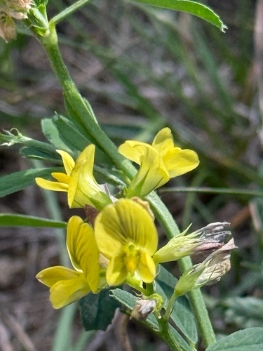 Medicago × varia, photograph 4