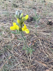 Thermopsis lanceolata