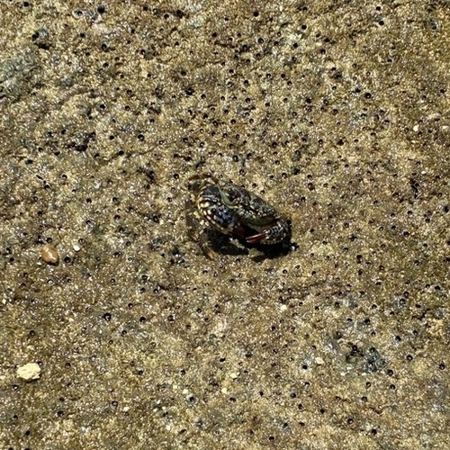 Redfinger Rubble Crab
