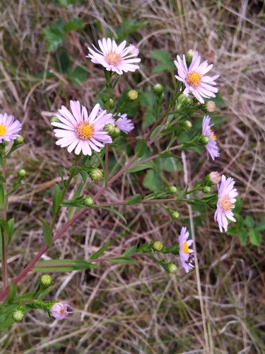 New York aster