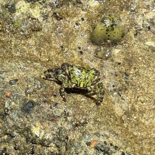Mottled Shore Crab