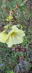 Alcea rugosa