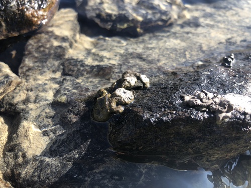 Cold-water Stippleback Lichen