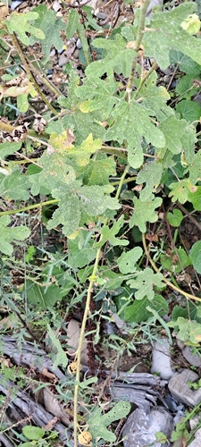Alcea rugosa, photograph 2