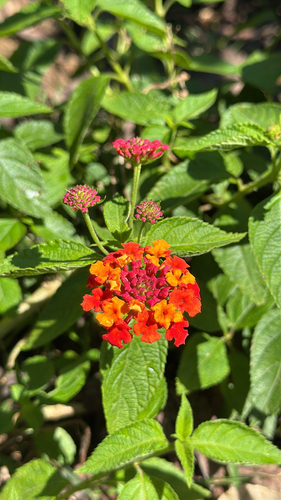 common lantana