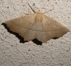 Gerinia honoraria