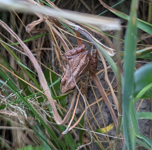 Moor Frog