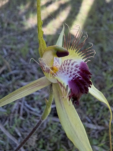 Grand spider orchid