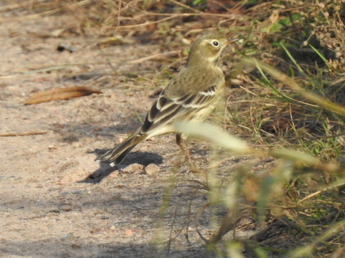 Siberian Pipit