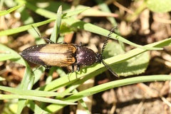 Ctenicera cuprea
