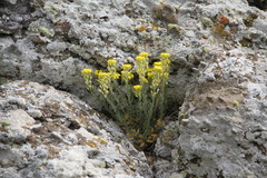 Alyssum calycocarpum