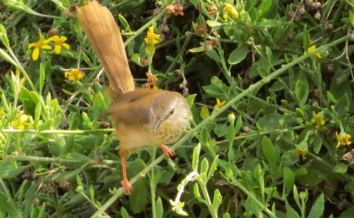 iNaturalist image