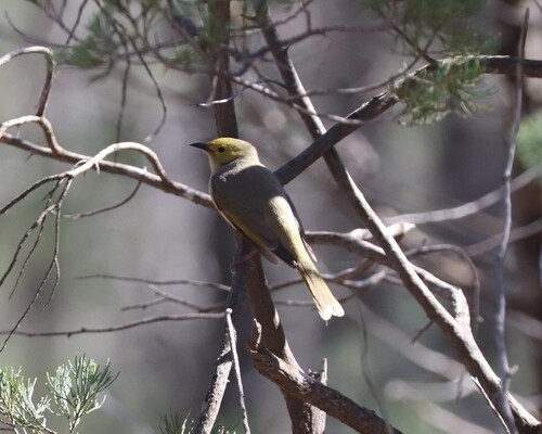 White-plumed Honeyeater