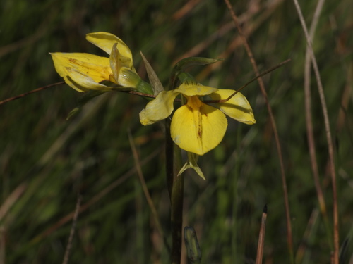 Diuris protena