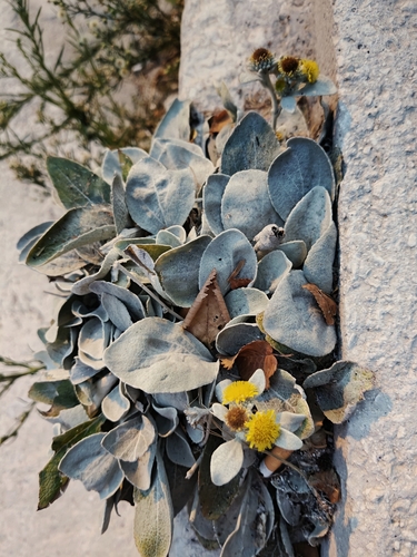 Pentanema verbascifolium, photograph 1