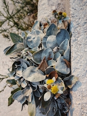 Pentanema verbascifolium
