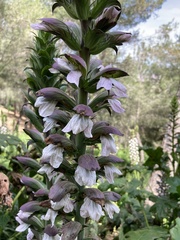 Acanthus mollis