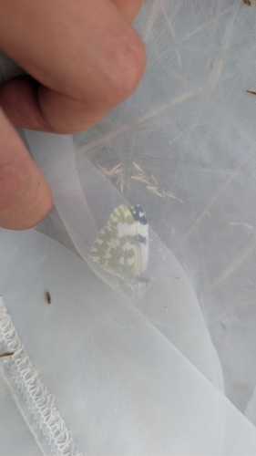 Eastern Bath White