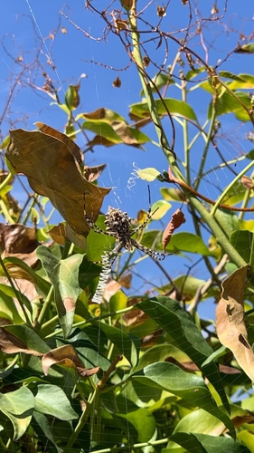 Lobed Argiope