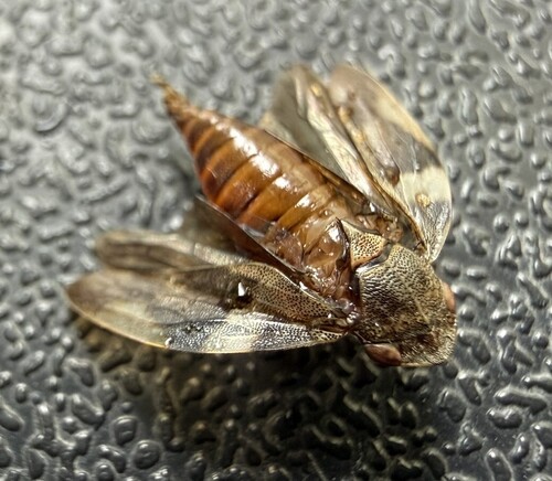 Alder Spittlebug