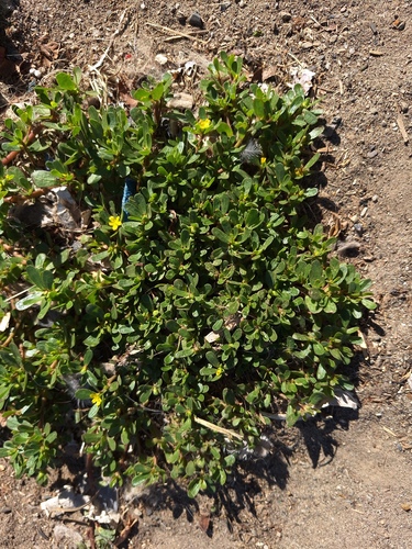 Common Purslane