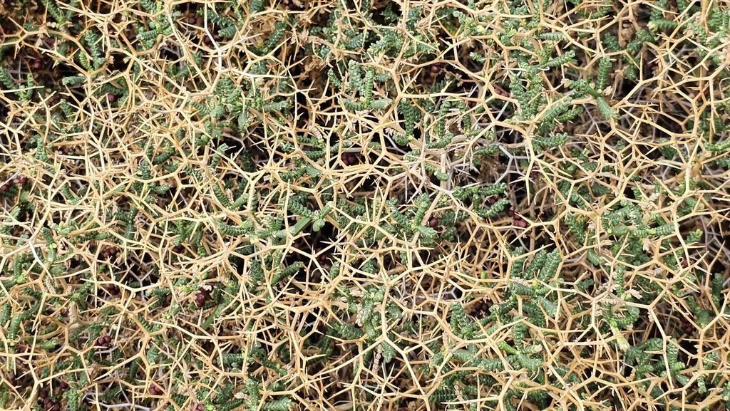 Sarcopoterium spinosum; photograph (c) Barry Stewart, some rights reserved (CC BY)