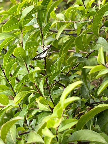 Box Tree Moth