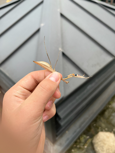 Asian Jumping Mantis