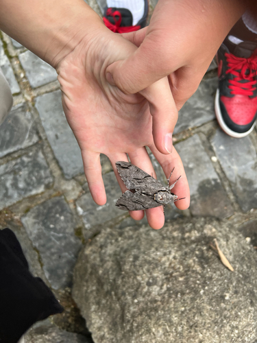 Plain grey hawkmoth