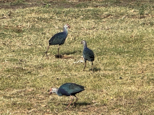Gray-headed Swamphen