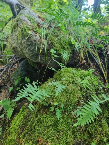common polypody