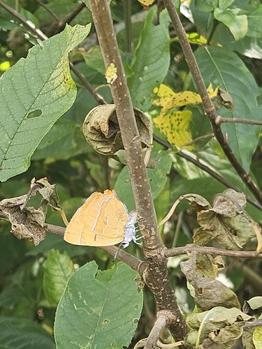 Brown Hairstreak
