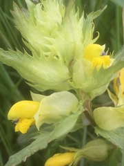 Rhinanthus serotinus