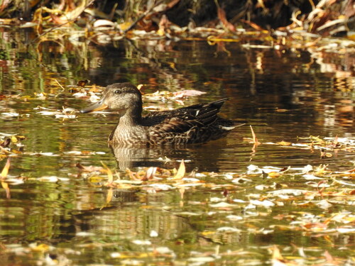 Green-winged Teal