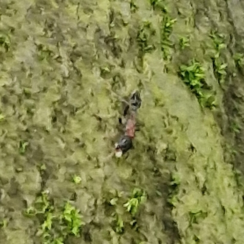 Arboreal Bicolored Slender Ant