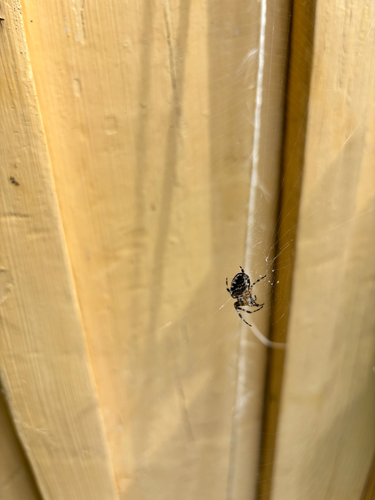Cross Orbweaver