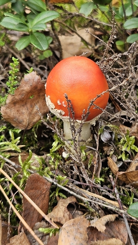 Fly Agaric