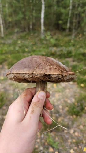 Bay Bolete