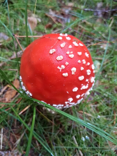 Fly Agaric