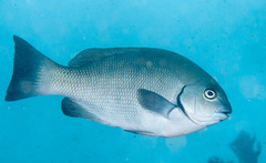 Girella elevata