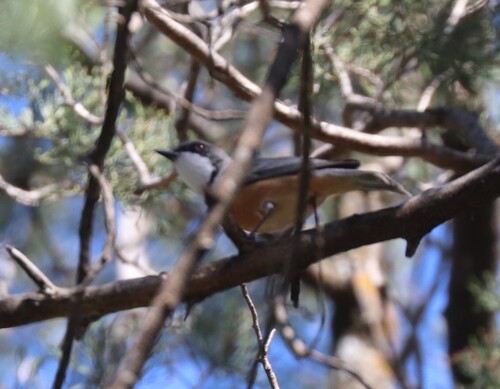Rufous Whistler