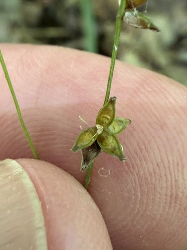 Carex rosea, 2026-09-07