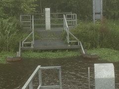 Hydrocotyle ranunculoides