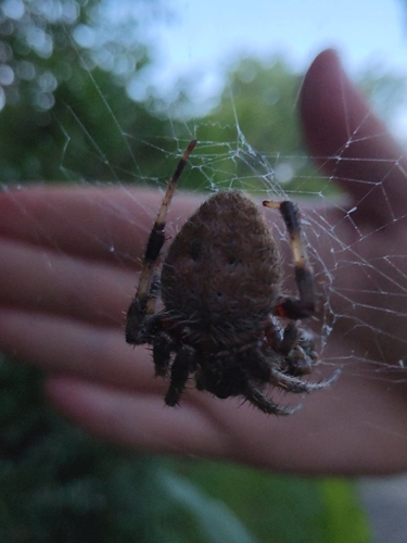 Spotted Orbweaver
